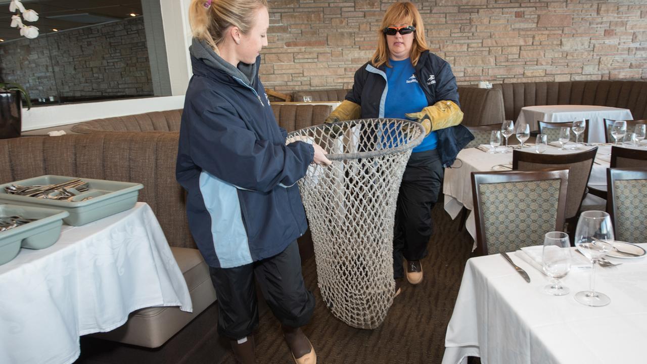 Mary Kate Foster and Jody Westberg of SeaWorlds Rescue Team come to the aid of a female California sea lion pup that was found stranded.