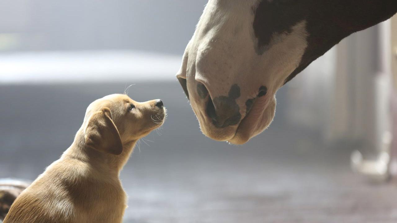 This image provided by Anheuser-Busch shows the companys 2014 Super Bowl commercial entitled Puppy Love.