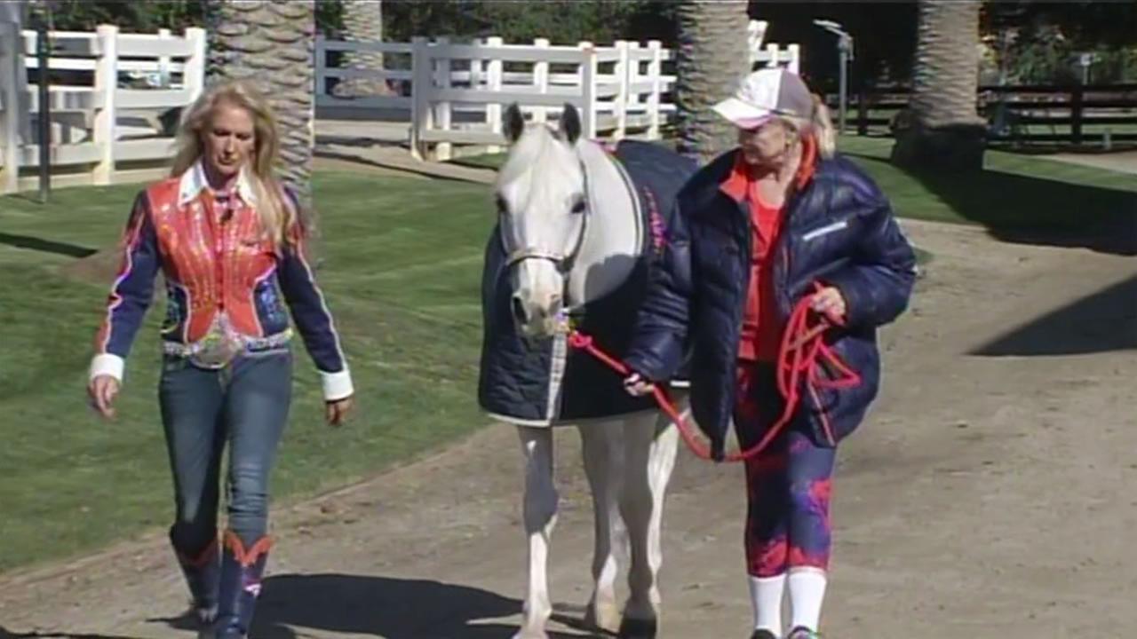 The Denver Broncos mascot Thunder at the Stanford University Equestrian Center in Palo Alto, Calif. Feb. 4, 2016. 