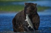 Our small group watched this Kodiak Brown Bear for some time while he was hunting for salmon. It was such a wonderful experience to see him in the wild.