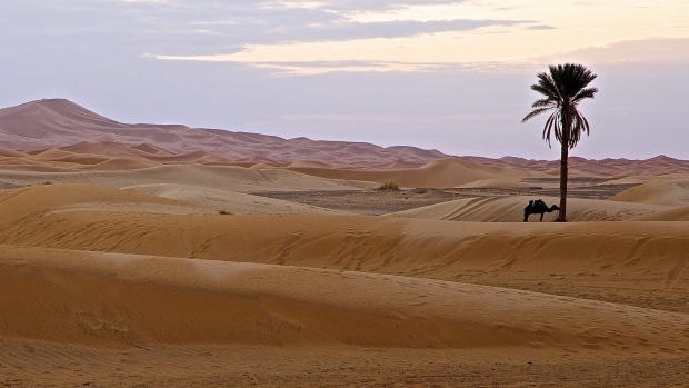 In November 2014 I visited Merzouga in eastern Morocco. I got up early to watch the sunrise. This was one of the scenes  waiting for me. What could be more emblematic of the Sahara than the beautiful pastel colours of the dunes at dawn framing a lone camel tethered to a solitary palm tree?