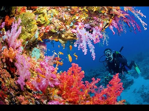 UNDERWATER LONG NATURE MEDITATION WITH CORAL REEF