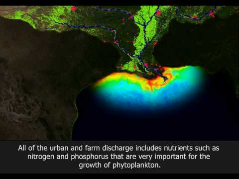 Gulf Of Mexico Dead Zone [HD]