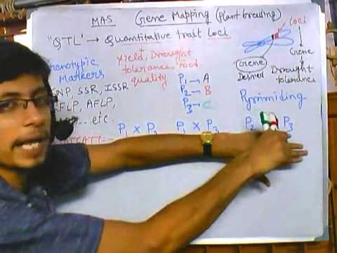 Plant breeding using genotypic markers, marker assisted selection