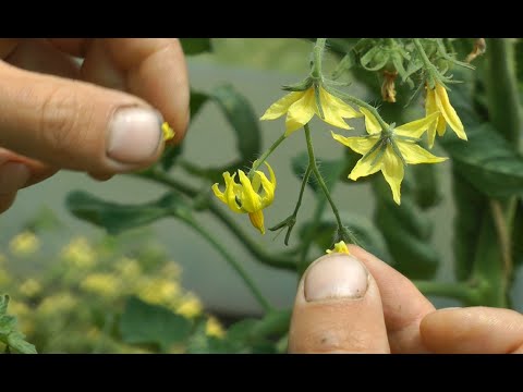 Plant breeding & Crossing - Tomatoes, Aubergines, Peppers and Potatoes