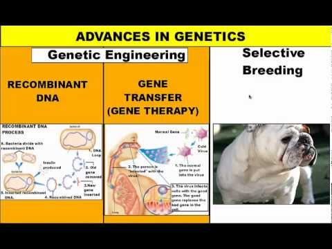 Genetic Engineering and Selective Breeding