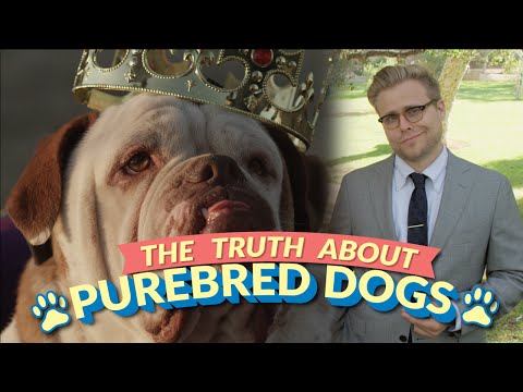 The Bizarre Truth About Purebred Dogs (and Why Mutts Are Better) - Adam Ruins Everything