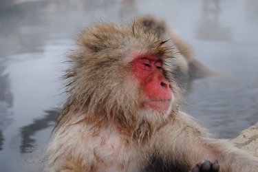 In 2014 I travelled to Japan for two weeks. One of the highlights was visiting these Snow Monkeys as they relaxed in ...