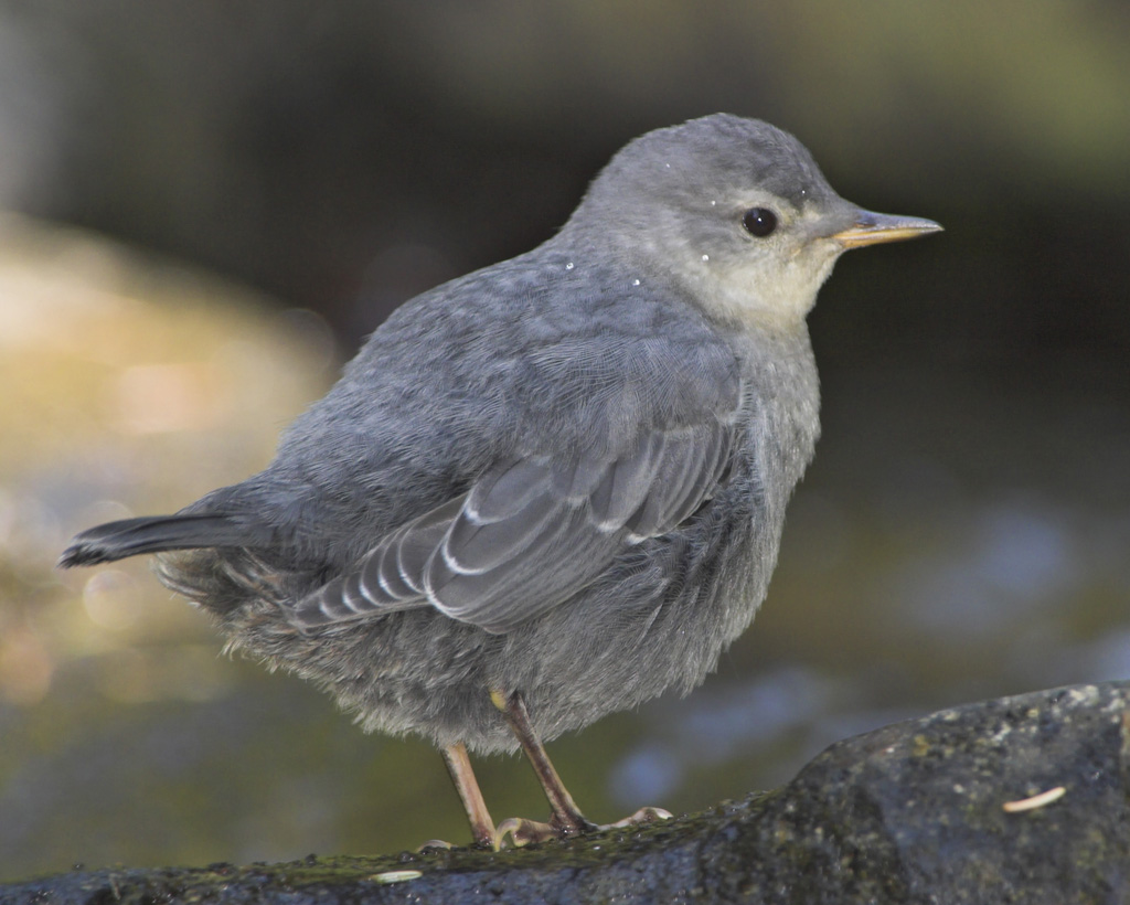 American.Dipper