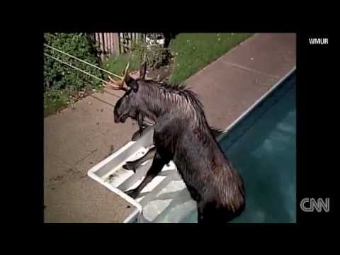 Moose stuck in swimming pool Manchester New Hampshire