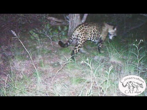 Rare Video: Only Known Wild Jaguar in the U.S. Filmed