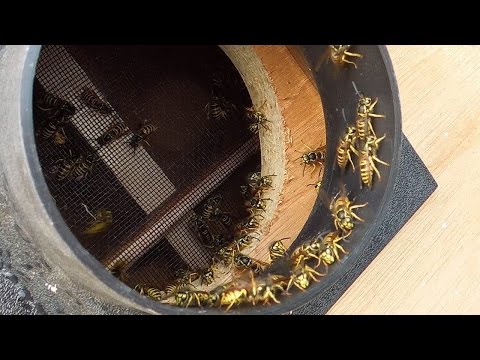 Wasp sucking machine XL