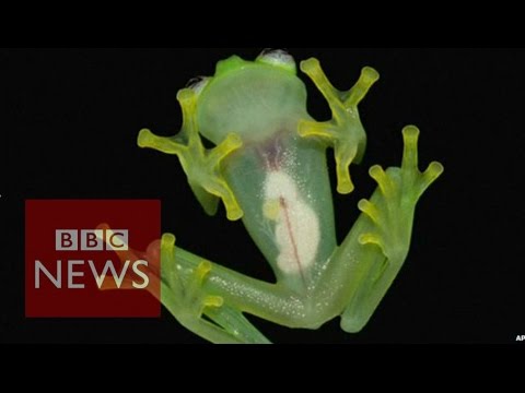 Glass frog with translucent skin found in Costa Rica - BBC News