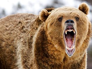 Supplied Money angry bear, investing, sharemarket