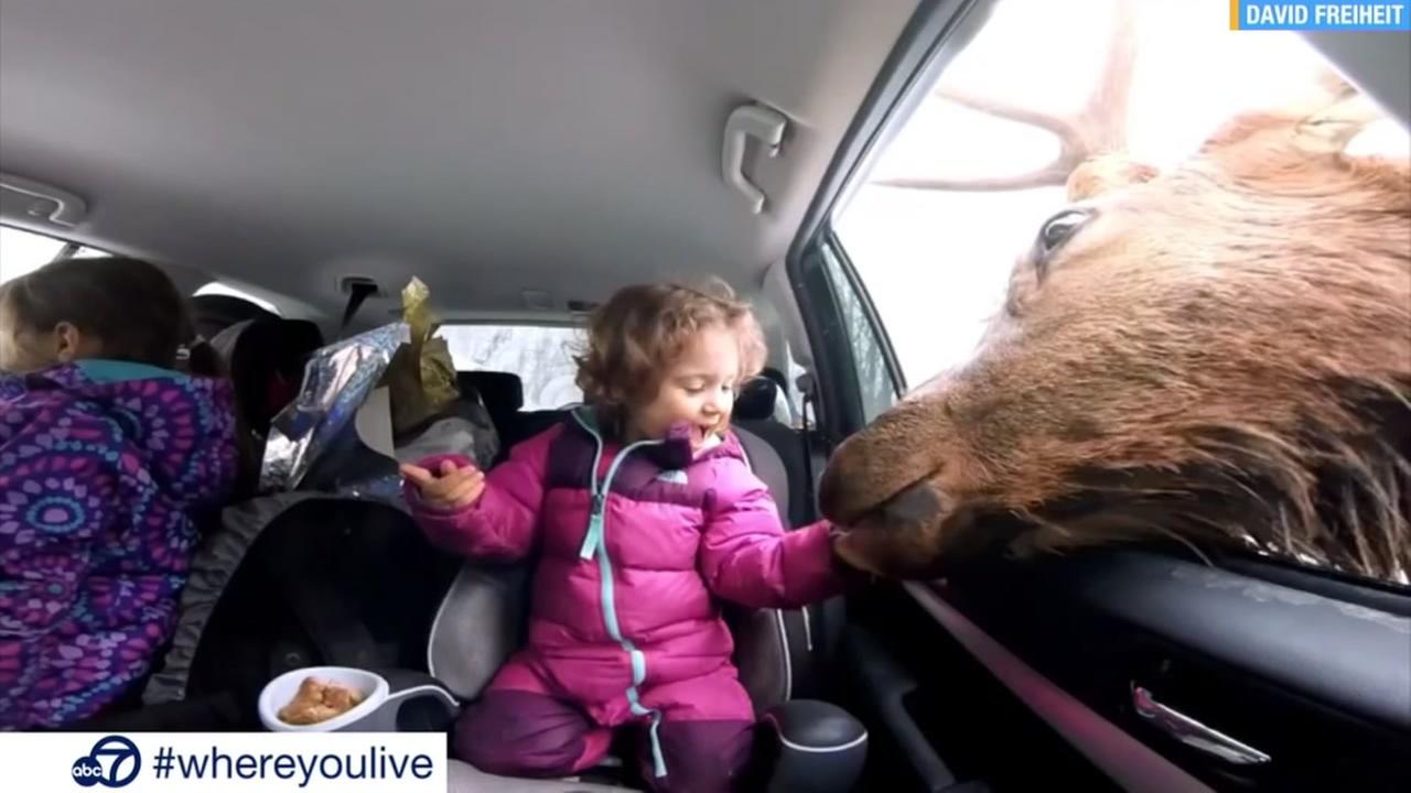 A massive elk is  seen taking a snack from a little girl in this undated image.