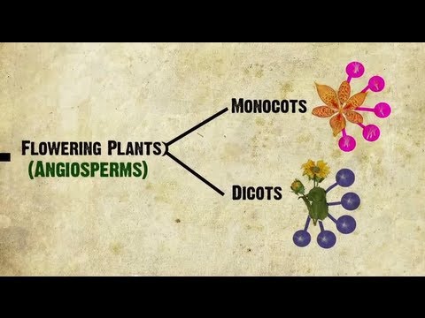 Monocots vs Dicots Explained