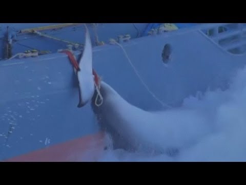 Dramatic whaling footage: Sea Shepherd ships plan to halt Japanese fleet