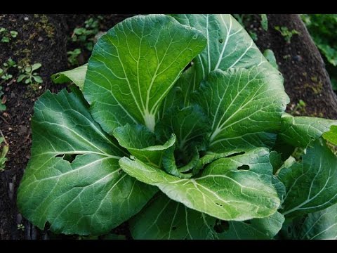 CASH CROP FARMING - SAMOA