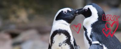 Two penguins and hearts.