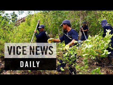 VICE News Daily: Coca Cultivation Surges in Colombia