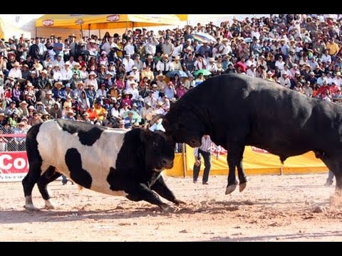 Bull Fighting with People - Videos