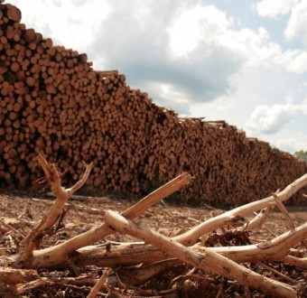 Clear cut logging in Canada's Boreal forest. © Nicolas Mainville / Greenpeace.