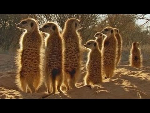 Africa Episode 1 Kalahari with David Attenborough - Documentary