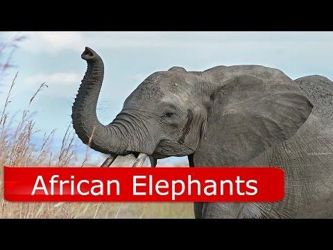 African Elephant Facts For Kids