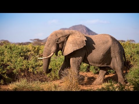 Protecting Africa's elephants: Discover Samburu with Save the Elephants & Google Maps