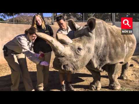 Northern White Rhino Extinction Fear as Nola Dies