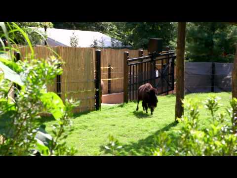 American Bison Return to Smithsonian's National Zoo