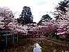 events/NikkeiGenealogicalSociety-CherryBlossoms-300px_1.jpg