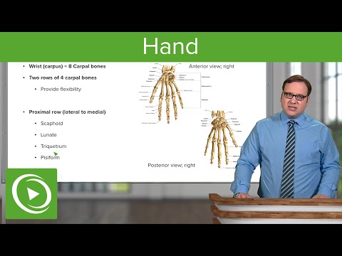 Hand – Anatomy | Medical Education Videos