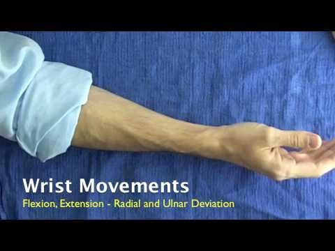 Movements of the Fingers, Thumb, and Wrist