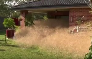 'Hairy panic' as tumbleweed engulfs Australian homes