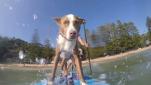 Australian dog trainer surfs with four-legged friends
