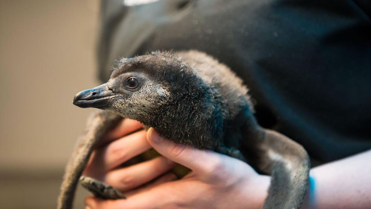 Biologists from the California Academy of Sciences hold a new African penguin chick that recently hatched as part of the aquariums Species Survival Plan program. 