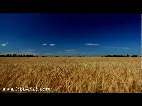 60minutes2relax - Golden Wheat Field