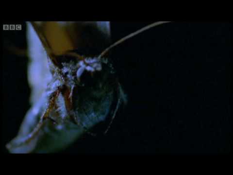 Bats hunting their prey - Top Bat - BBC