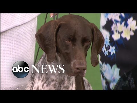 German Shorthaired Pointer Wins 'Best in Show' at Westminster