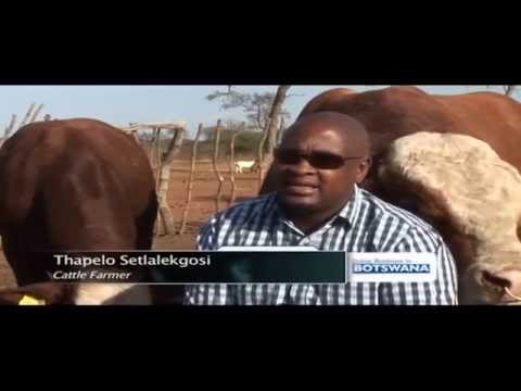 Impact of Botswana's cattle farming sector on economy