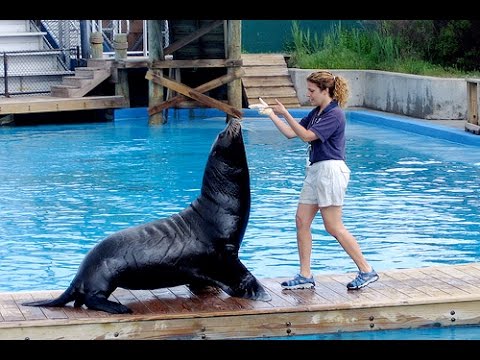 Funny Smart Cute Sea Lion Show