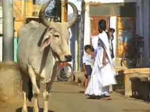 Tours-TV.com: Cattle in religion