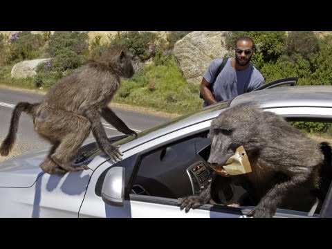 Cape Town's Baboon Wars