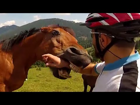 #Top 5 Crazy Horses | JukinVideo Top Five