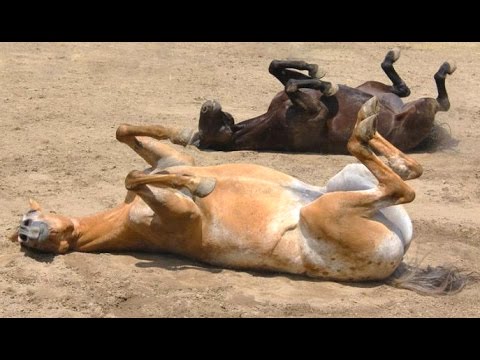 Funny Horses - A Funny Horse Videos Compilation 2015