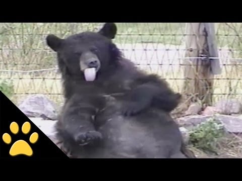 Bears Are Awesome: Compilation