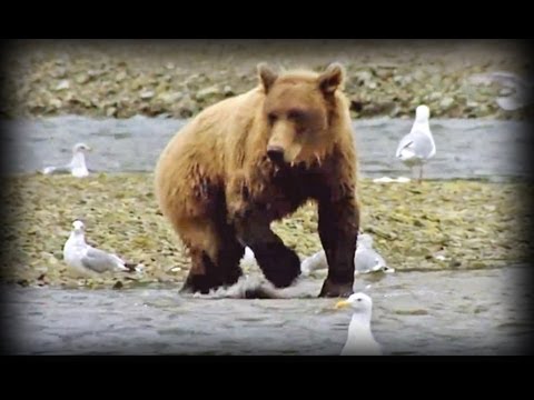 Land of the Giant Bears (full documentary)