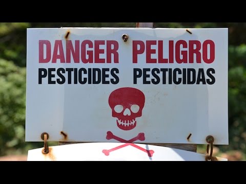 Monsanto To Blame? Zika Virus Conspiracy Theory Explained