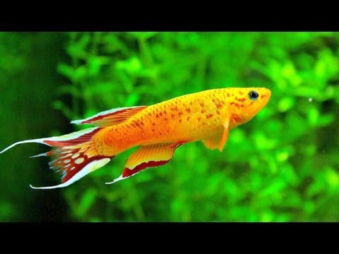 ♒ Colour Therapy - Aquarium